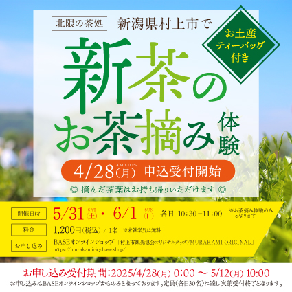 「北限(ほくげん)の茶処(ちゃどころ)」新潟県村上市で新茶のお茶摘み体験