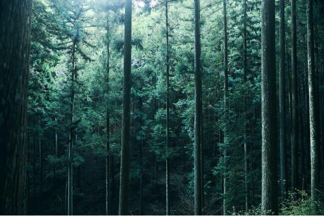 中村圭佑率いるDAIKEI MILLSとの協業プロジェクト「A Tree（エイ・ツリー）」始動