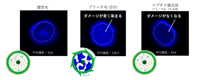 毛髪内部のダメージを可視化する革新的技術を確立