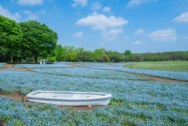20万本のネモフィラが見頃を迎えています!(国営昭和記念公園)