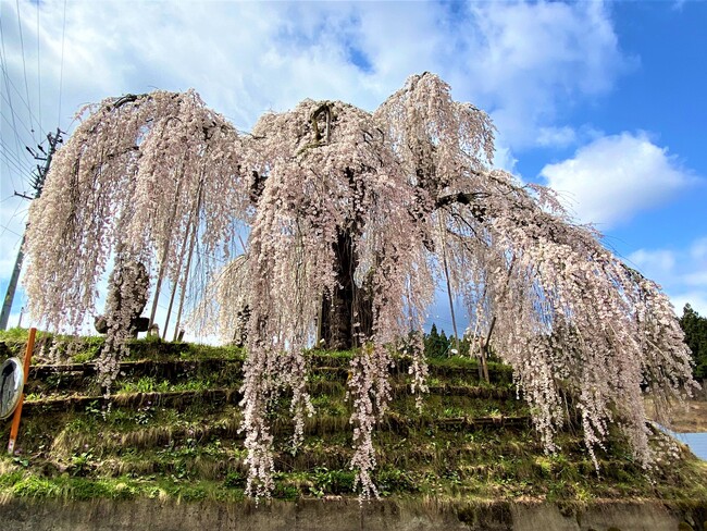 飯綱町の花と味覚を同時に楽しむ、「いいづなまち花めぐり・味覚めぐり2025」を開催中!