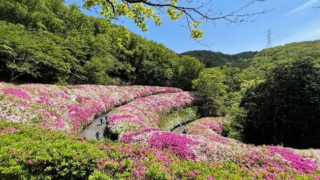 【関西屈指の“ピンクの絶景”ツツジロールが東大阪に出現！】