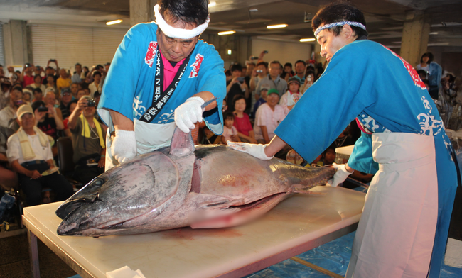 「マグロの解体ショー」がふるさと納税に！ 捌いた本マグロはその場で刺身やお寿司に、配送もOK！ 鳥取県境港市