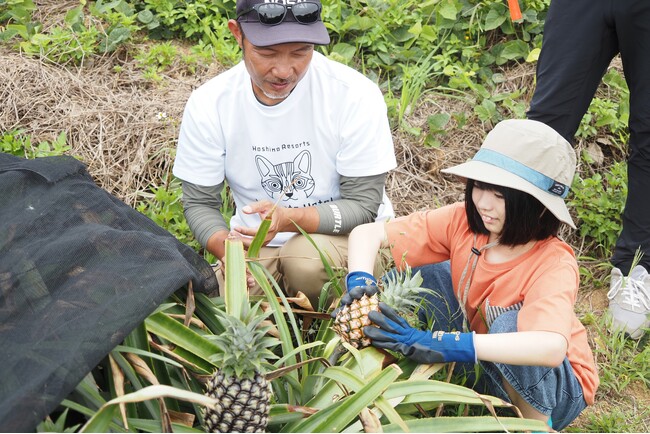 西表島のピーチパインを通じて、地元の魅力を再発見「西表島ピーチパインの学校」開催