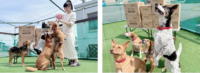 動物の命や健康を守るため 全国の動物愛護団体等への寄付を開始