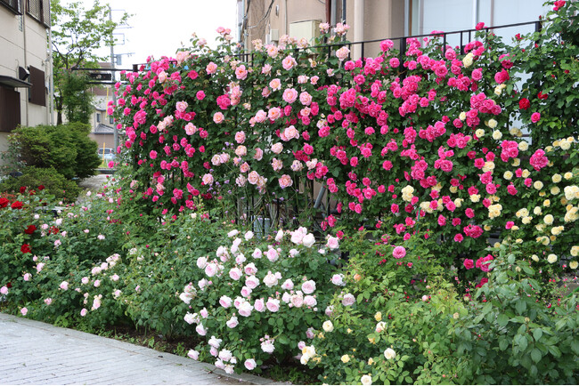 石和名湯館 糸柳、初の「薔薇の小道フェスタ 2025」を開催！市の花「バラ」で笛吹市を盛り上げます