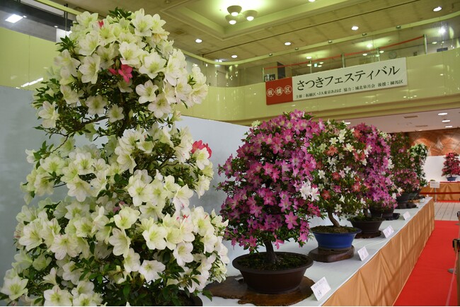 【東京都板橋区】百花繚乱!丹精込めて育てたさつきが庁舎を彩る「さつきフェスティバル」