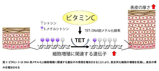 皮膚におけるビタミンCの新知見