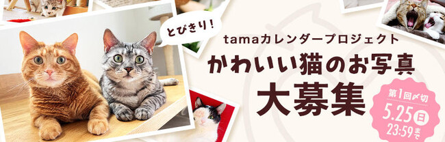 tamaのカレンダープロジェクト「とびきり、かわいい！」猫の写真大募集