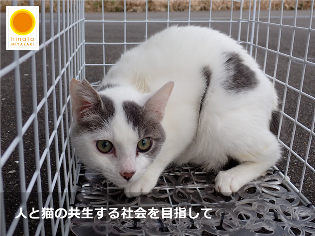 「増やさない」・「命を守る」ひなたの猫応援プロジェクトのガバメントクラウドファンディングを実施します。