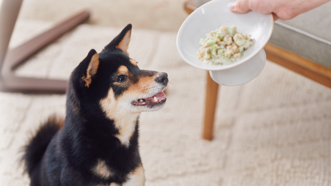 【愛犬用】本物素材だけのフリーズドライごはん『ピュアキューブ』5/1新発売