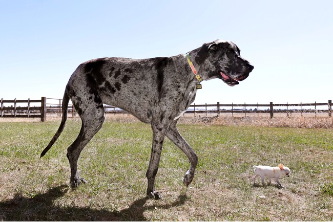 ギネス世界記録 最も背の高い犬と最も背の低い犬が初対面！