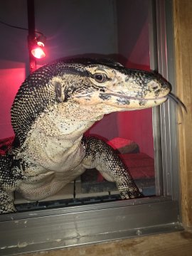 サルバトールモニター スマトラ産 サルバトールモニター スマトラ産