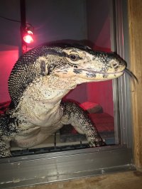 神奈川・オオトカゲ生体展示館 Monitor Park Neoにてこどもの日(5/5)は小学生が入館無料になるキャンペーンを実施