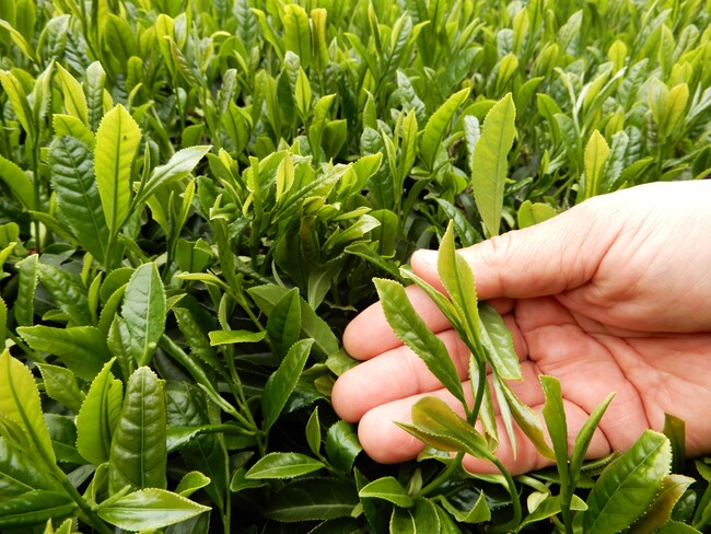 【JAF鹿児島】新茶の季節！荒茶生産量 初の全国一位 鹿児島で、「茶摘み＆釜炒り茶づくり」開催