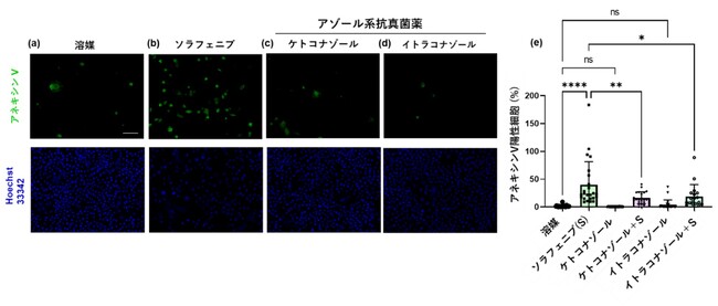 アゾール系抗真菌薬はマルチキナーゼ阻害薬による表皮細胞障害を抑制する