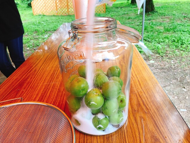 【JAF埼玉】「梅狩り＆梅ジュース作りin越生」を開催します！