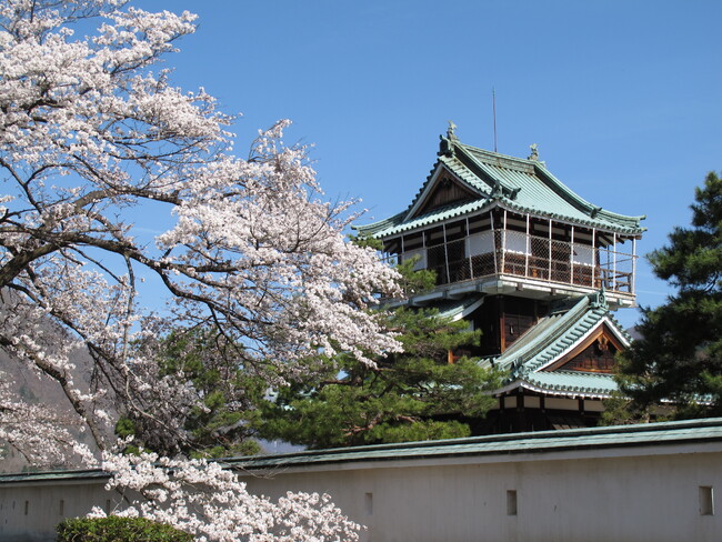 【岐阜県飛騨市】神岡城にもう一度450本の桜を！「神岡城桜守の会」が令和7年度の活動開始
