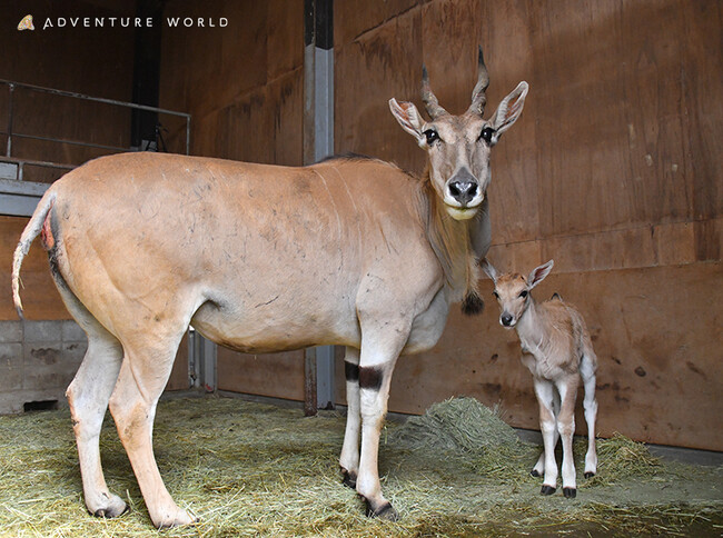 未来へつなぐ、いのちのバトン 8年ぶりにエランドの赤ちゃんが誕生しました!