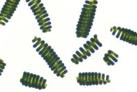 ＤＩＣのスピルリナによる、環境に優しく持続可能な感染症対策への新戦略