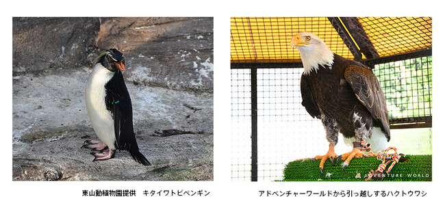 動物たちのいのちを未来へハクトウワシ１羽が将来の繁殖を目指し、東山動植物園に引っ越します同時にキタイワトビペンギン１羽がアドベンチャーワールドに仲間入りします