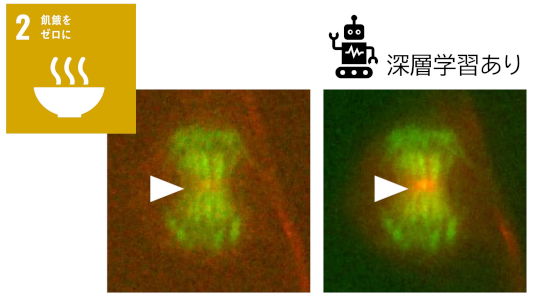 見落としていた細胞の変化に気づく、新しい観察のかたち