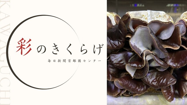 埼玉県川口市の新聞印刷工場が栽培するきくらげ ブランド名は「彩（さい）のきくらげ」に決定