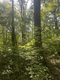 福井県越前市に自然体験型ヘルスツーリズム拠点『八ッ杉和ハーブロード』開通！5月25日(日)に八ッ杉和ハーブロードお披露目会を開催