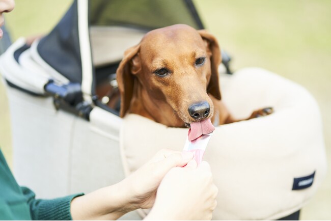 犬用和菓子ブランド【1ANKOわんこのあんこ】はインテックス大阪で開催される「第3回インターペット大阪」に出展いたします！