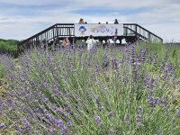 ラベンダーの薫る町で『らんざんラベンダーまつり』を6月6日から開催。今年は見学料無料！華やかなスイーツやオリジナルフードも販売