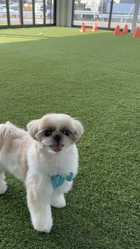 猛暑でも快適に！エアコン完備の室内ドッグラン「コルク」夏の利用急増中！