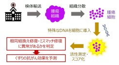 【横浜市立大学】がんのDNA修復異常を1日で検出