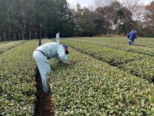 農業生産に由来する環境負荷の低減と水資源の保全を目的とした日本コカ・コーラと静岡県掛川市の活動が始動