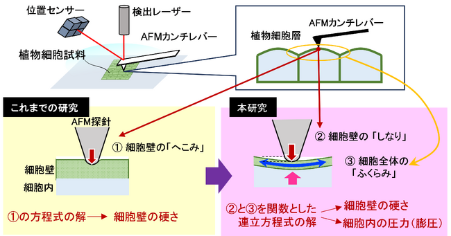 生きた植物の形を支える細胞内圧力と細胞壁の硬さを同時に調べる方法を開発　細胞の「ふくらみ」や「しなり」を高性能顕微鏡で測定して数値化