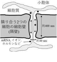 【東京農業大学（共同研究）】コケ植物が環境に応じて隣同士の細胞間コミュニケーションを制御する新たな仕組みを発見
