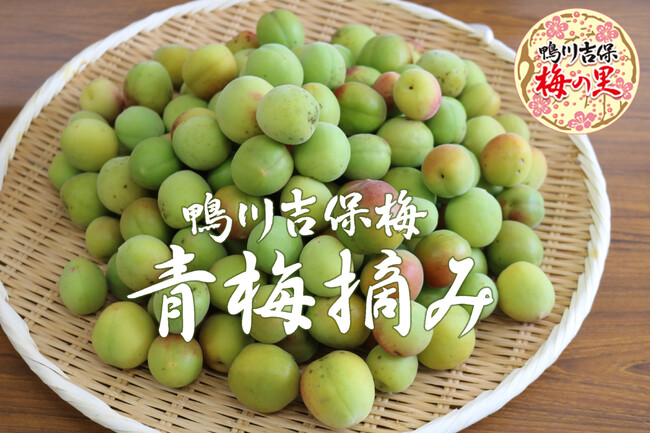鴨川吉保梅 青梅摘み この時期だけの梅収穫体験