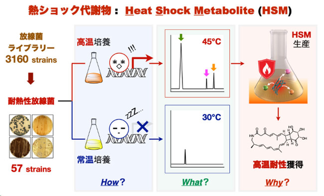 【慶應義塾】放線菌が生み出す熱ショック代謝物（HSM）の発見