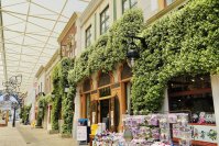 【志摩スペイン村】スタージャスミン、もうすぐ満開です！！