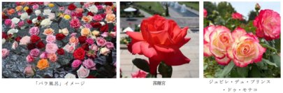 有馬温泉 太閤の湯×須磨離宮公園 コラボ企画約1,000輪の「バラ風呂」で優雅なひとときを5月17日（土）限定