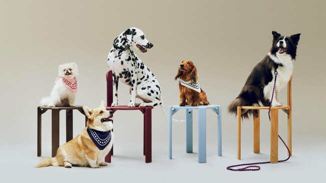 【HAY】HOLLY GOLIGHTLYとHAYのコラボレーション『HAY DOGS COLLECTION』第2弾発売！