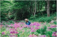 六甲高山植物園 花盛り!大群落の「クリンソウ」が見頃です