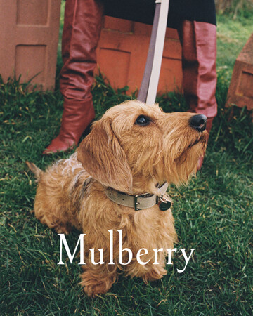 【マルベリー】新作ドッグコレクションを発表 ― 英国らしさが息づく、愛犬のためのアイテム