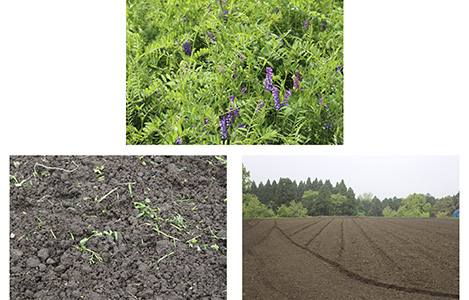 東京農工大学とサントリー、再生農業の手法を用いたサツマイモ栽培への取り組み実証を開始