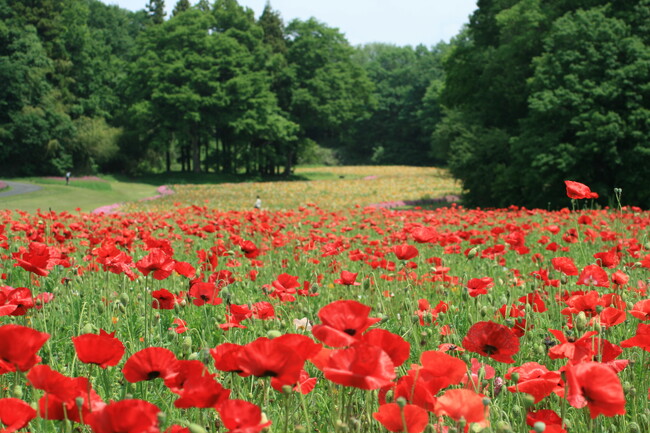 シャーレーポピーが見頃を迎えています（国営武蔵丘陵森林公園）