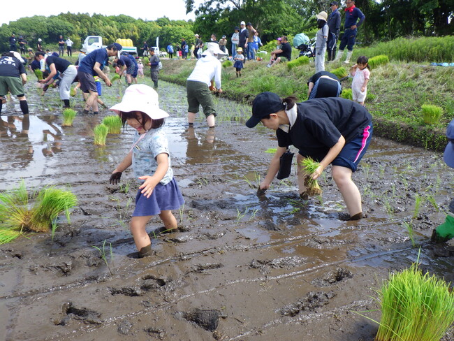 田植えから収穫まで「田んぼの学校」 そもそも知ってる?米作り 5月24日(土)〔茨城 栃木〕