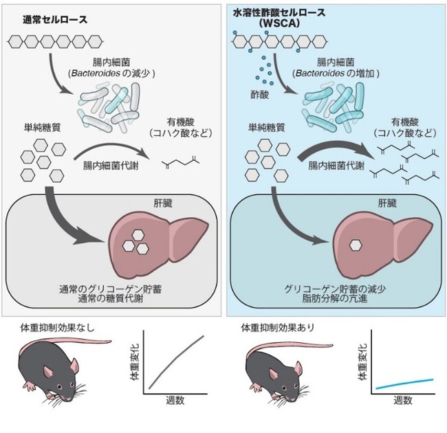 新規プレバイオティクスによる抗肥満作用の発見
