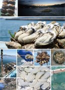 広田湾の牡蠣漁