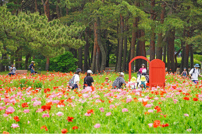 シャーレーポピー見頃です（国営ひたち海浜公園）