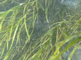 浜名湖内に群生し始めた「アマモ」 浜名湖内に群生し始めた「アマモ」