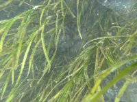 浜名湖のアサリ復活の鍵を握る海草「アマモ」見学体験商品販売開始と報道機関向け体験会を開催